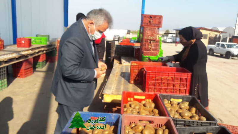 اخبار کشاورزی:  مدیر حفظ نباتات جهاد کشاورزی مازندران خبر داد:  مشکل صادرات کیوی مازندران بزودی برطرف می‌شود