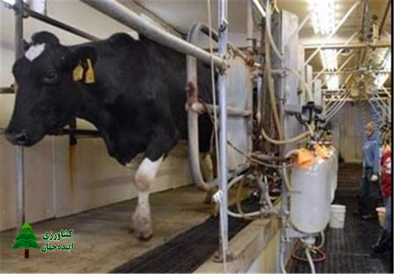 اخبار کشاورزی:  تولیدکنندگان شیر و لبنیات بعد از ارز ۴۲۰۰ تومانی باید زنجیره ای اداره شوند
