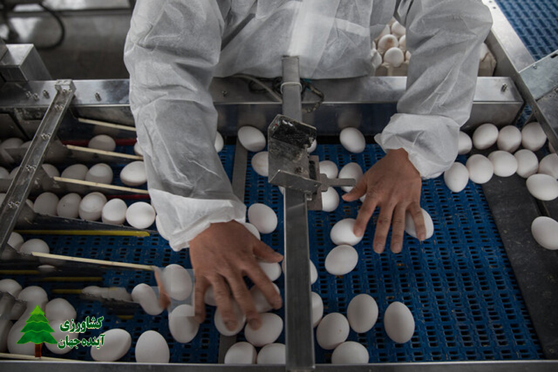 اخبار کشاورزی:  کاهش جوجه ریزی در مرغ‌های تخم‌گذار