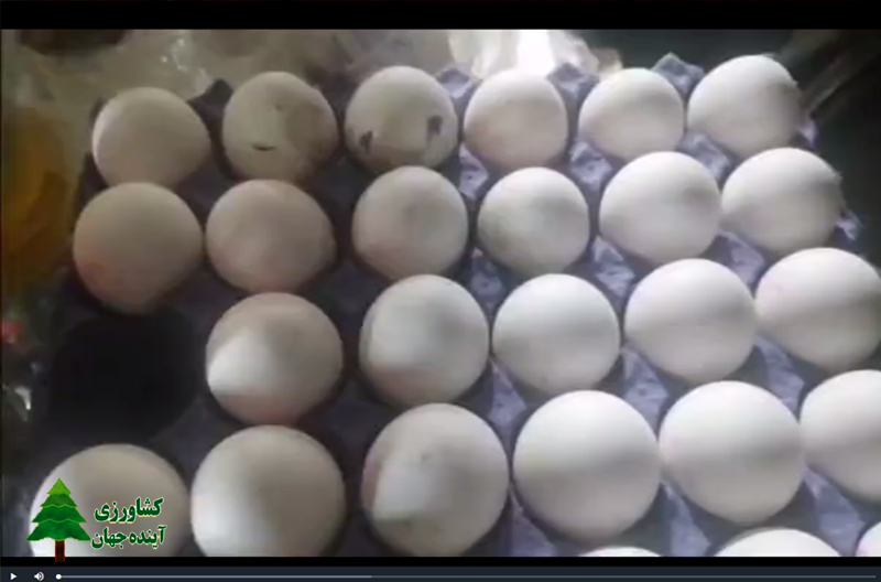 اخبار کشاورزی:  تخم مرغ‌های وارداتیِ تاریخ مصرف گذشته سر سفره مردم با چه قیمتی
