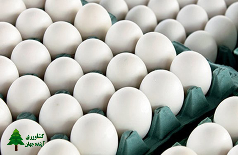 اخبار کشاورزی:  چند نرخی در بازار تخم مرغ به جیب چه کسانی می‌رود