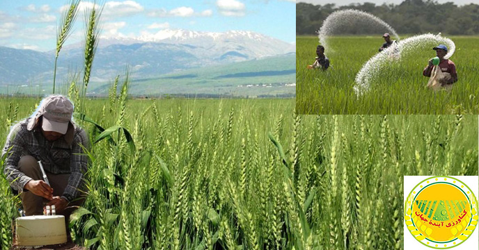 تحلیل روز کشاورزی: افزایش بی سابقه تولید گندم با استفاده از کودهای سه گانه؛ دستاوردی تحسین برانگیز در خشکسال زراعی گذشته تجربه ای ارزشمند برای آینده