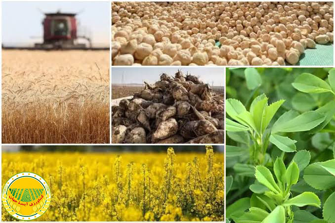 یادداشت تحلیلی کاج‌پرس در حاشیه آیین ملی آغاز سال زراعی ۱۴۰۵-۱۴۰۶  نگاهی نوین به آغاز سال زراعی جدید؛ زراعت فقط گندم نیست، همان‌طور که ورزش فقط فوتبال نیست! چرا تقلیل امنیت غذایی به یک محصول، پاشنه‌آشیل وابستگی ۹۰ درصدی به روغن خوراکی، بحران نهاده‌های دامی و فرسایش تناوب زراعی کشور شده است؟