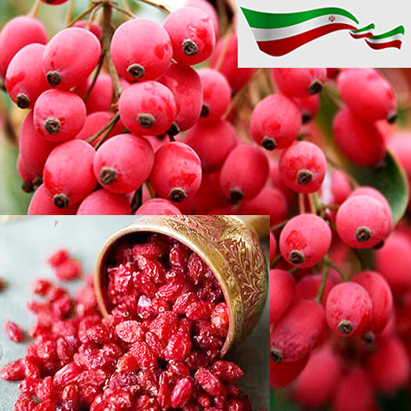 kajpress-اخبار-کشاورزی-ایران-به-زبان-فرانسه-barberry-rouge-sans-pépins-d’iran-de-la-première-place-mondiale-à-la-table-de-16-pays