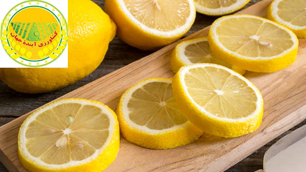 اخبار کشاورزی: کاهش چشمگیر قیمت لیموترش در یک ماه اخیر