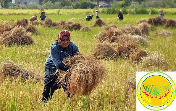 اخبار کشاورزی: بیش از ۵۰ درصد فعالیت‌های کشاورزی جهان از سوی زنان انجام می‌شود
