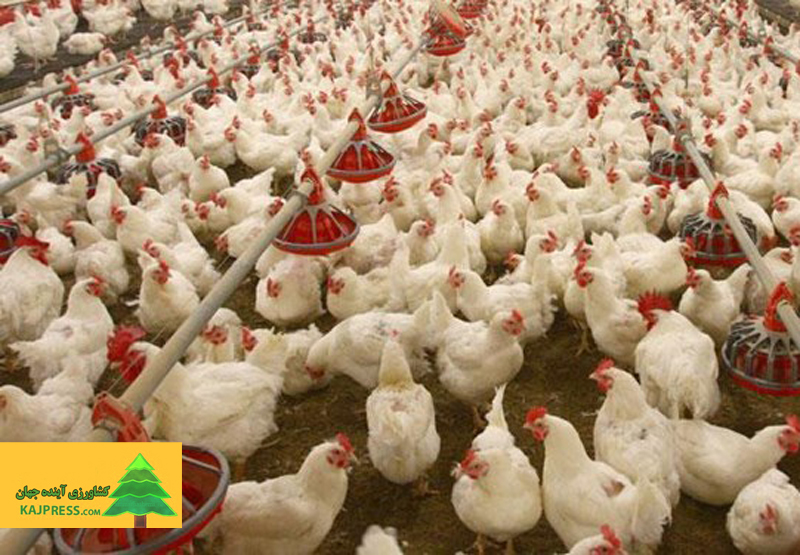 اخبار-کشاورزی-3-پیشنهاد-برای-تأمین-مالی-تولید‌کنندگان‌-مرغ‌