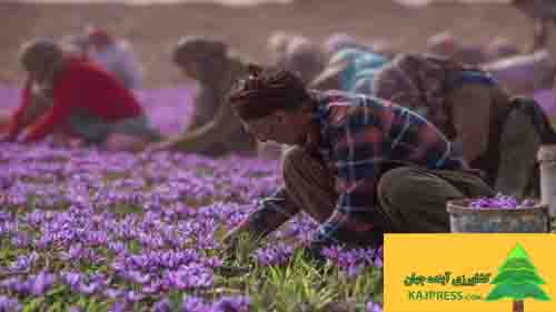 اخبار-کشاورزی-ایران-و-فائو-در-زمینه-تولید-زعفران-پروژه-جدید-امضاء-کردند