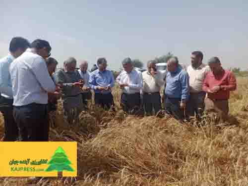 اخبار-کشاورزی-خسارت-بارندگی-به-مزارع-کشاورزی-خوزستان-کمتر-از-حد-انتظار-است