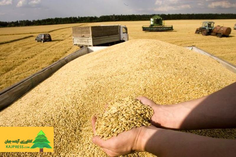 اخبار-کشاورزی-شورای-بین‌المللی-غلات-خبر-داد-افزایش-۴۲-تا-۷۶-درصدی-قیمت-گندم-صادراتی-در-بازارهای-جهانی