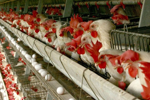 تولید کنندگان گوشت مرغ و تخم مرغ قربانی ندانم کاری دولتی ها