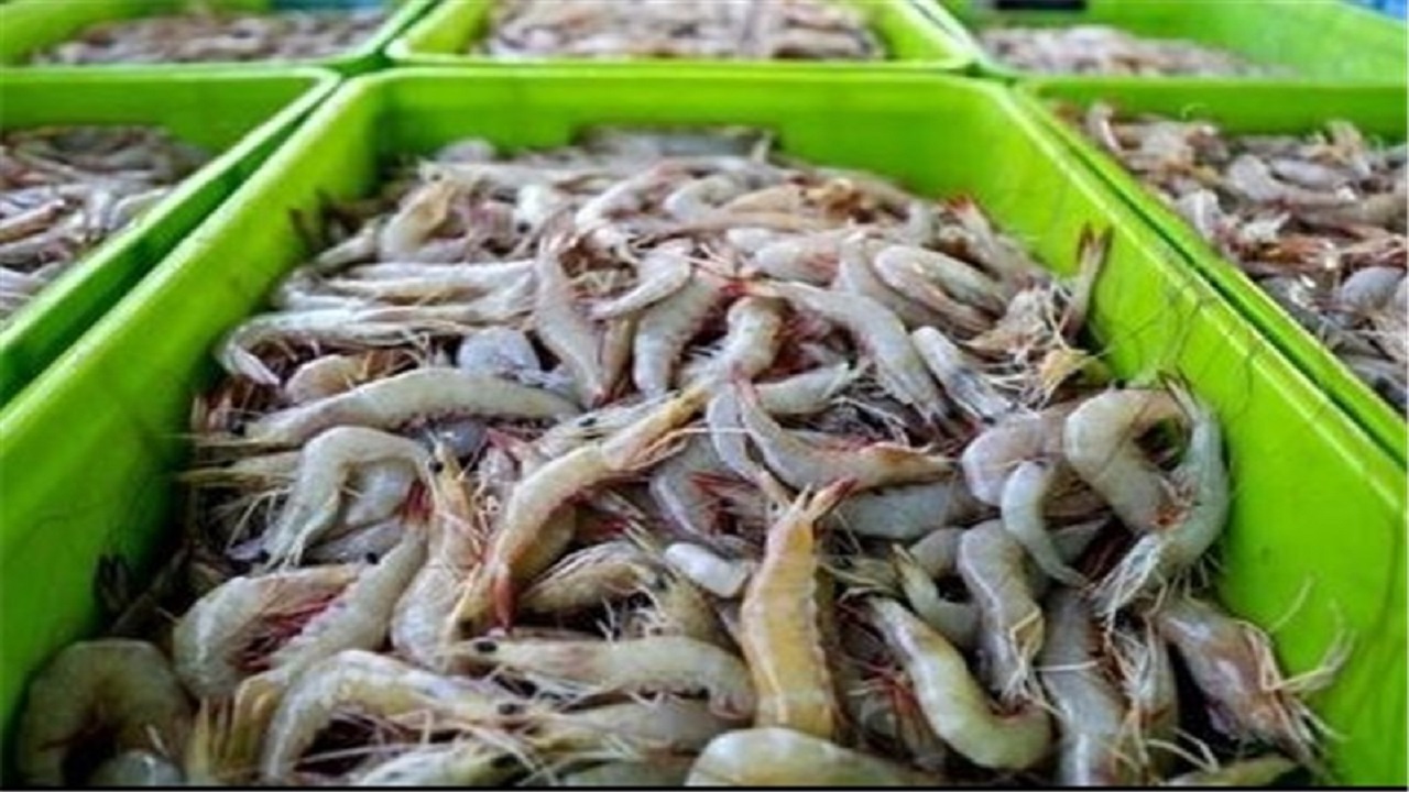 Iran's aquaculture exports to the European Union have resumed