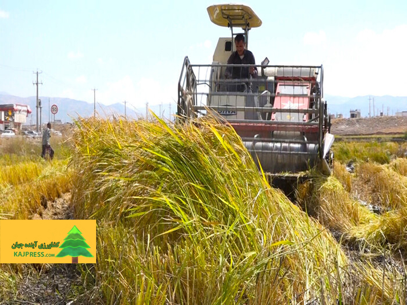 اخبار-کشاورزی-قفل-انتظار-یک-ماهه-بر-بازار-محصول-جدید-برنج-مازندران