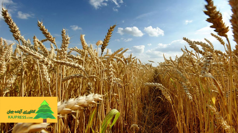 اخبار-کشاورزی-اجرای-طرح-تولید-پایدار-گندم-برای-تامین-۱۳-۵-تن-محصول