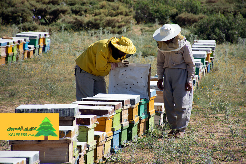 اخبار-کشاورزی-تولید-عسل-در-کردستان-۳۰-درصد-افزایش-یافت