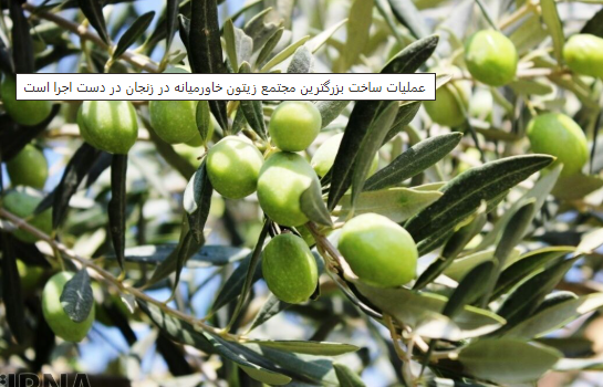 عملیات-ساخت-بزرگترین-مجتمع-زیتون-خاورمیانه-در-زنجان-در-دست-اجرا-است