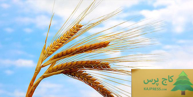 تقاضای بازنشستگی، نه استعفا