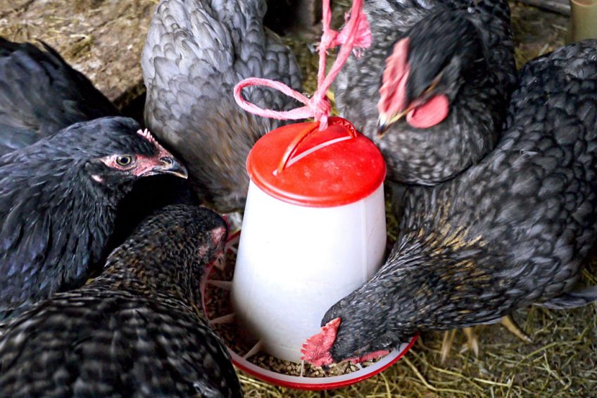 iranian agricultural news agency: China reshapes poultry feed formulations