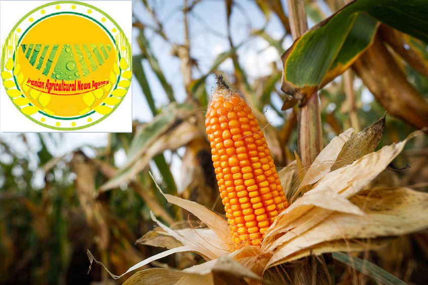 iranian agricultural news agency:Wheat and corn prices under pressure