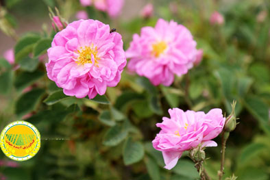 توسعه-زنجیره-ارزش-و-ثبت-جهانی-گل-محمدی-خام‌فروشی-بازنگری-شود-2