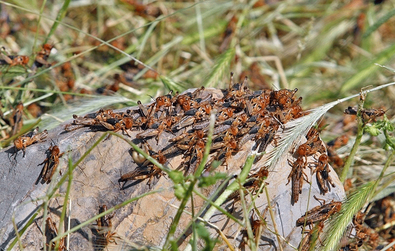 MALAKHHA