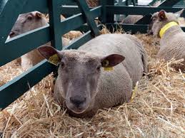 in Tehran: Six Sheep Breed were Introduced