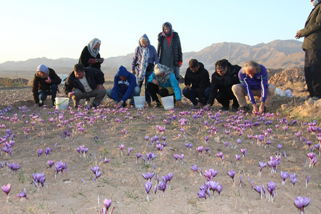 Iran Taking Tourists on Tours of Saffron Harvest